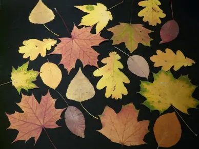 Le Tour du Monde en 80 Arbres