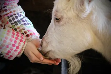 Atelier petits fermiers