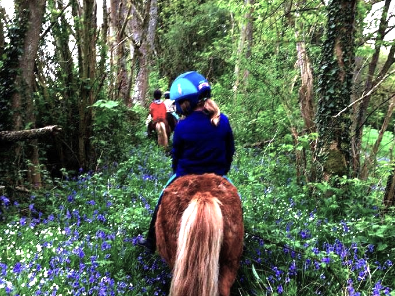 Balade en forêt en poney Shetland