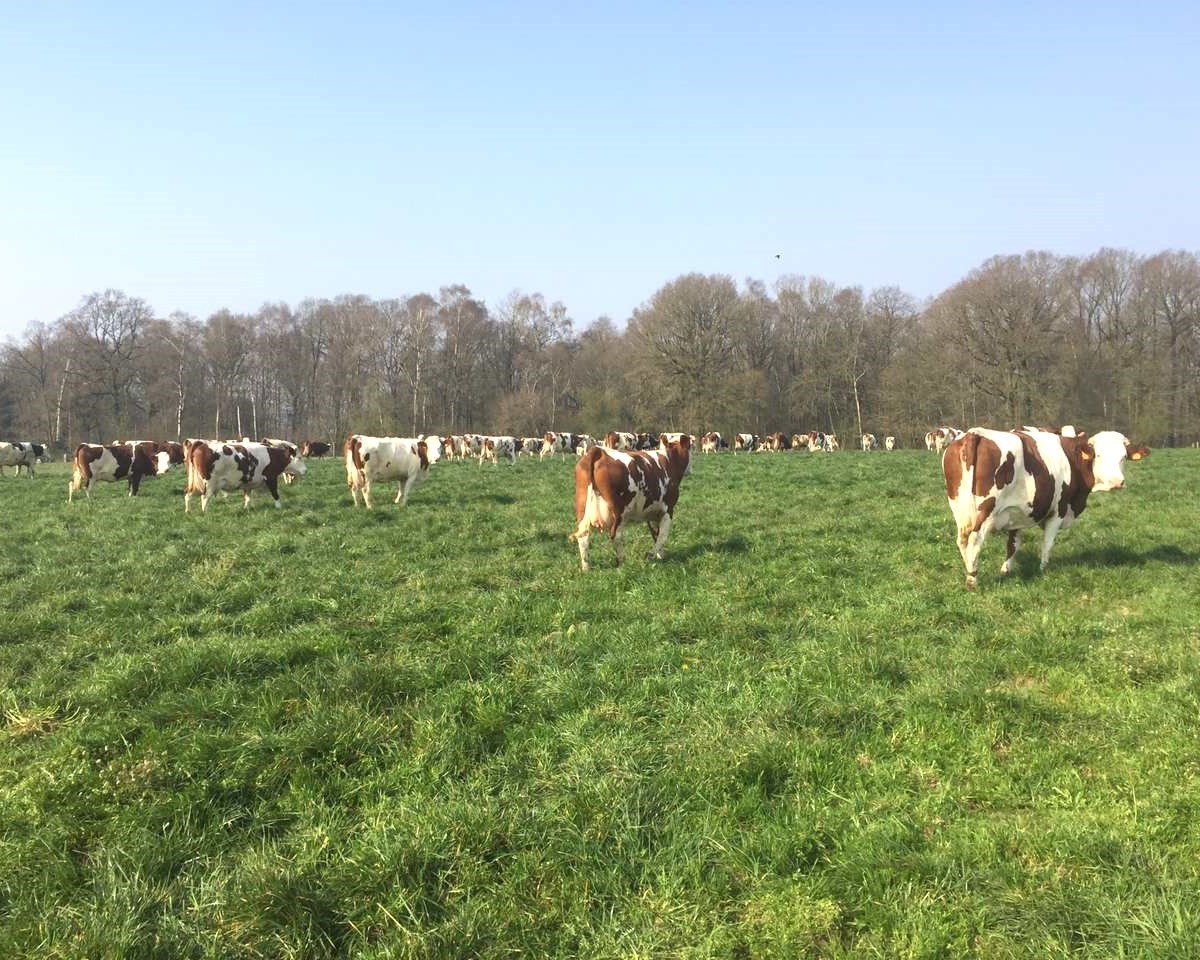 Des vaches en Normandie