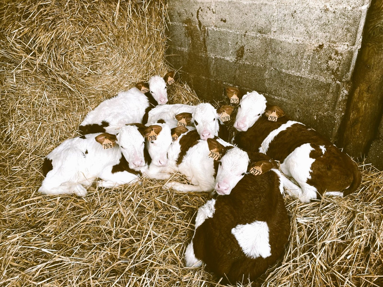 Petits veaux dans d ela paille